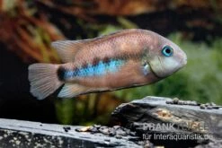 Weinrotflossiger Buntbarsch, Cryptoheros Cutteri -EHEIM || sera || AQUATLANTIS Verkaufsgeschäft Weinrotflossiger Buntbarsch Cryptoheros cutteri 4