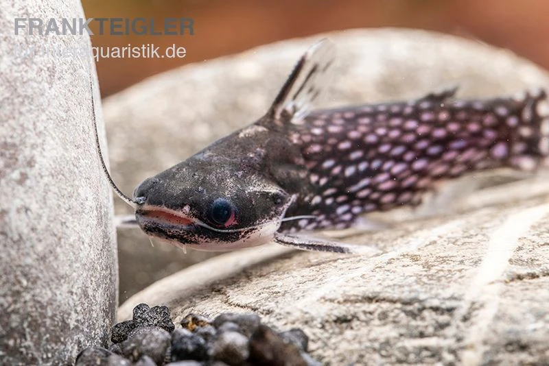 Weißpunkt-Trugdornwels, Tatia Intermedia 5 Weißpunkt-Trugdornwels, Tatia Intermedia – Bild 5