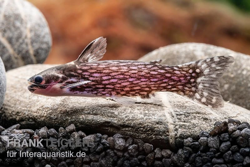 Weißpunkt-Trugdornwels, Tatia Intermedia 4 Weißpunkt-Trugdornwels, Tatia Intermedia – Bild 4