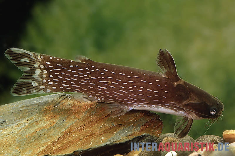 Weißpunkt-Trugdornwels, Tatia Intermedia 1 Weißpunkt-Trugdornwels, Tatia Intermedia