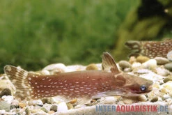 Weißpunkt-Trugdornwels, Tatia Intermedia 7 Weißpunkt-Trugdornwels, Tatia Intermedia -EHEIM || sera || AQUATLANTIS Verkaufsgeschäft Weisspunkt Trugdornwels Tatia intermedia neu 2