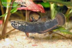 Weißsaum-Zwergkampffisch, Betta Albimarginata 5 Weißsaum-Zwergkampffisch, Betta Albimarginata -EHEIM || sera || AQUATLANTIS Verkaufsgeschäft Weisssaum Zwergkampffisch Betta albimarginata 3