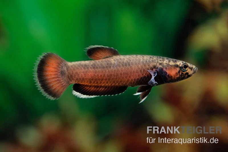 Weißsaum-Zwergkampffisch "Sebuku", Betta Albimarginata "Sebuku" 2 Weißsaum-Zwergkampffisch "Sebuku", Betta Albimarginata "Sebuku" – Bild 2