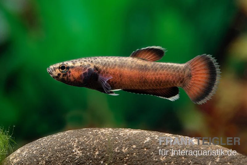 Weißsaum-Zwergkampffisch "Sebuku", Betta Albimarginata "Sebuku" 3 Weißsaum-Zwergkampffisch "Sebuku", Betta Albimarginata "Sebuku" – Bild 3