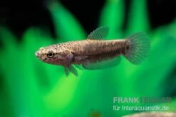 Weißsaum-Zwergkampffisch "Sebuku", Betta Albimarginata "Sebuku" 8 Weißsaum-Zwergkampffisch "Sebuku", Betta Albimarginata "Sebuku" -EHEIM || sera || AQUATLANTIS Verkaufsgeschäft Weisssaum Zwergkampffisch Sebuku Betta albimarginata Sebuku 4