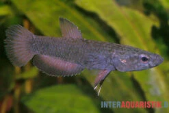 Weißsaum-Zwergkampffisch "Malinau", Betta Albimarginata "Malinau", Paarweise -EHEIM || sera || AQUATLANTIS Verkaufsgeschäft Weisssssaum Zwergkampffisch Malinau Betta albimarginata Malinau 3