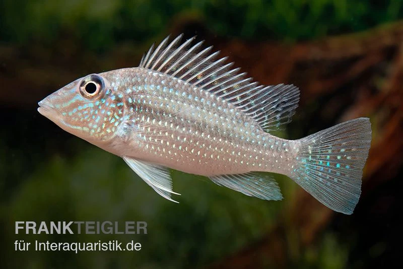 Weisstüpfel-Erdfresser, Satanoperca Leucosticta 1 Weisstüpfel-Erdfresser, Satanoperca Leucosticta