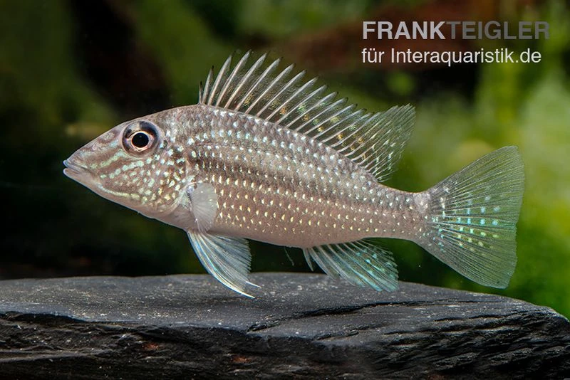 Weisstüpfel-Erdfresser, Satanoperca Leucosticta 2 Weisstüpfel-Erdfresser, Satanoperca Leucosticta – Bild 2