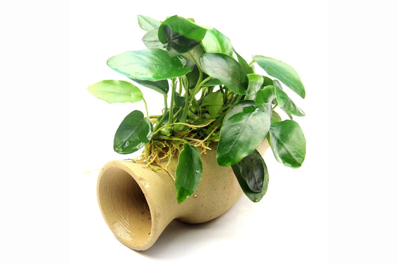 Dennerle Wels-Amphore, Anubias Nana Auf Tonamphore 1 Dennerle Wels-Amphore, Anubias Nana Auf Tonamphore