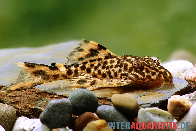 Wels L91 Orangesaum-Rüsselzahnwels, Leporacanthicus Triactis 2 Wels L91 Orangesaum-Rüsselzahnwels, Leporacanthicus Triactis – Bild 2