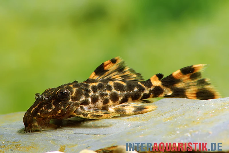 Wels L91 Orangesaum-Rüsselzahnwels, Leporacanthicus Triactis 1 Wels L91 Orangesaum-Rüsselzahnwels, Leporacanthicus Triactis