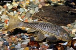 Wels L152 Orinoko-Tannenzapfenwels, Pseudorinelepis Genibarbis 6 Wels L152 Orinoko-Tannenzapfenwels, Pseudorinelepis Genibarbis -EHEIM || sera || AQUATLANTIS Verkaufsgeschäft Wels L 152 Orinoko Tannenzapfenwels Pseudorinelepis genibarbis 3
