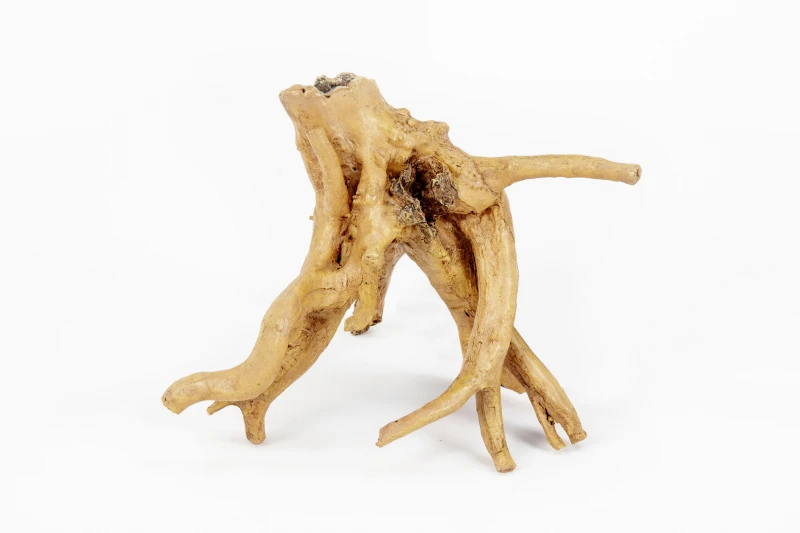 Aquatlantis Wurzel Mango 3 1 Aquatlantis Wurzel Mango 3