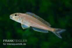 Sandcichlide Burundi Blau, Xenotilapia Bathyphilus Burundi Blue, DNZ