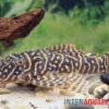 Yellow Zebra Catfish, L401, Hypancistrus Sp.