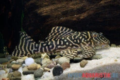 Yellow Zebra Catfish, L401, Hypancistrus Sp. 6 Yellow Zebra Catfish, L401, Hypancistrus Sp. -EHEIM || sera || AQUATLANTIS Verkaufsgeschäft Yellow Zebra Catfish L401 Hypancistrus sp 3