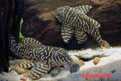 Yellow Zebra Catfish, L401, Hypancistrus Sp. 7 Yellow Zebra Catfish, L401, Hypancistrus Sp. -EHEIM || sera || AQUATLANTIS Verkaufsgeschäft Yellow Zebra Catfish L401 Hypancistrus sp 4