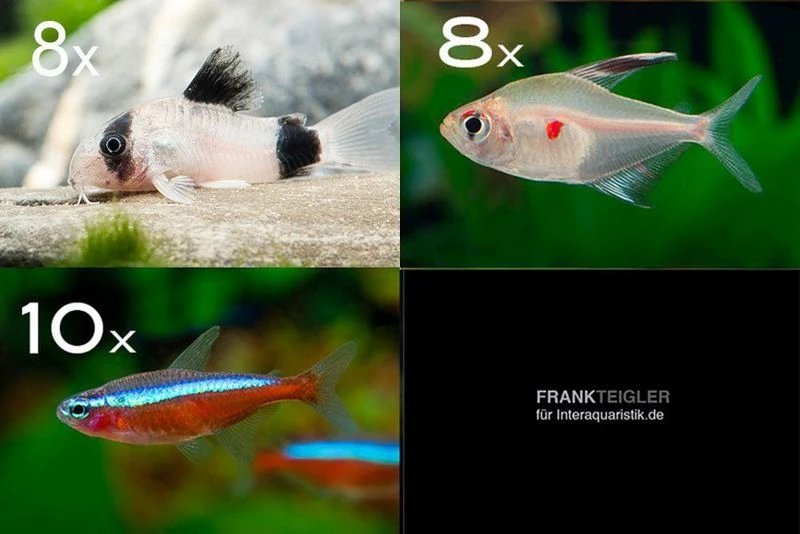 Zierfisch-Sortiment Amazonas Für 80 Cm 1 Zierfisch-Sortiment Amazonas Für 80 Cm