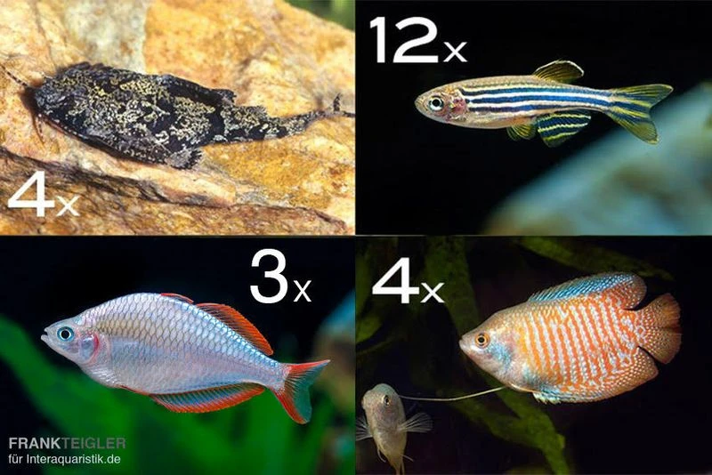 Zierfisch-Sortiment Asien Für 100 Cm 1 Zierfisch-Sortiment Asien Für 100 Cm