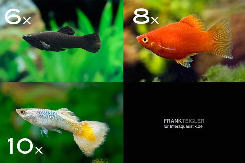 Zierfisch-Sortiment Deutschland Für Becken Ab 100 Cm 1 Zierfisch-Sortiment Deutschland Für Becken Ab 100 Cm