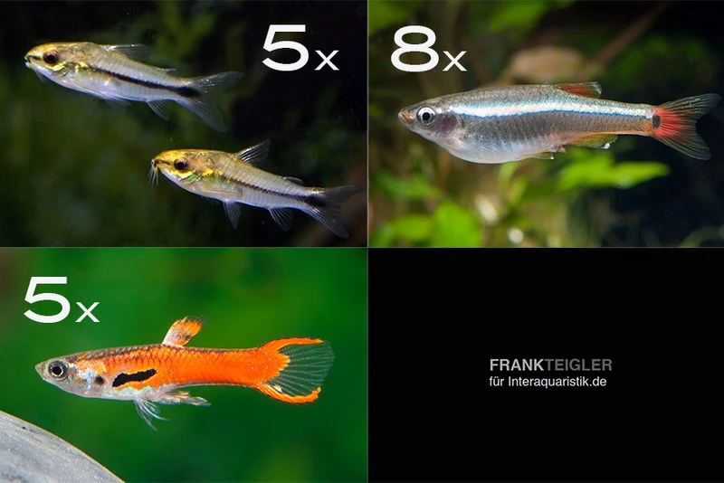 Zierfisch-Sortiment Hartwasser Für 60 Cm 1 Zierfisch-Sortiment Hartwasser Für 60 Cm