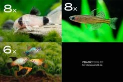 Zierfisch-Sortiment Hartwasser Für 80 Cm