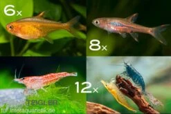 Bundle: Minifische+Garnelen Für Becken Ab 60 Cm