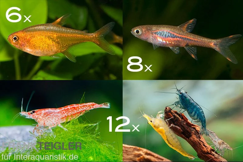 Bundle: Minifische+Garnelen Für Becken Ab 60 Cm 1 Bundle: Minifische+Garnelen Für Becken Ab 60 Cm