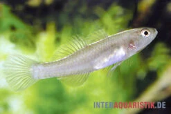 Zitronengrundel, Mugilogobius Rexi (Minifisch) -EHEIM || sera || AQUATLANTIS Verkaufsgeschäft Zitronengrundel 1 Paar Mugilogobius rexi Minifisch 2