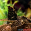 Zügelstrich-Hexenwels, Loricaria Sp. Rio Atabapo