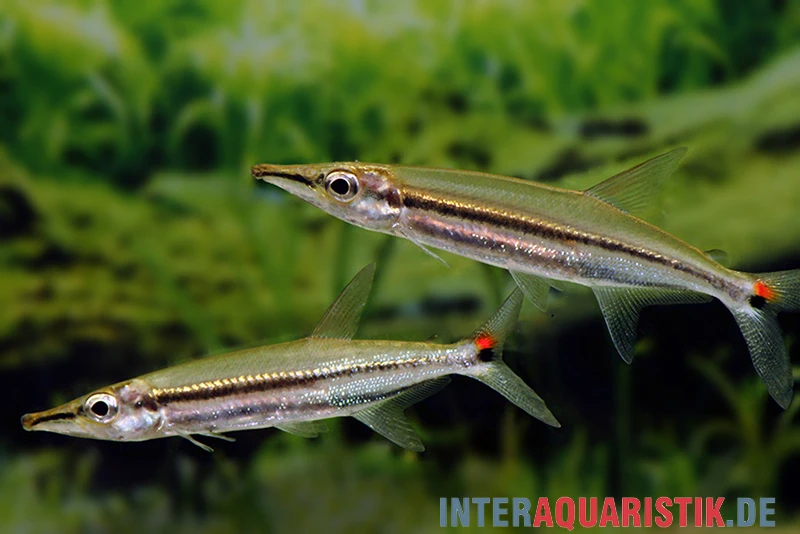 Zweistreifen Hundssalmler, Acestrorhynchus Isalinae 1 Zweistreifen Hundssalmler, Acestrorhynchus Isalinae