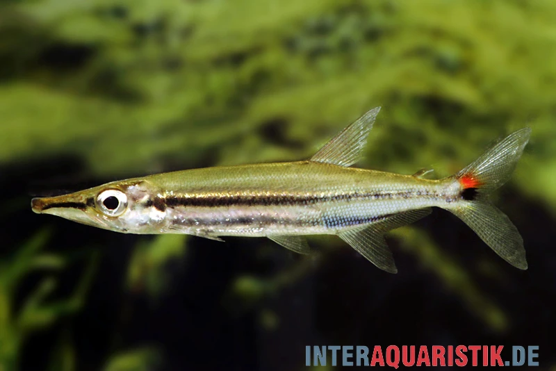 Zweistreifen Hundssalmler, Acestrorhynchus Isalinae 2 Zweistreifen Hundssalmler, Acestrorhynchus Isalinae – Bild 2