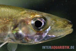 Zwerg-Barracuda-Salmler, Acestrorhynchus Cf. Minimus 5 Zwerg-Barracuda-Salmler, Acestrorhynchus Cf. Minimus -EHEIM || sera || AQUATLANTIS Verkaufsgeschäft Zwerg Barracuda Salmler Acestrorhynchus cf minimus 3