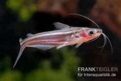 Zwerg-Haiwels, Pseudeutropius Moolenburghae -EHEIM || sera || AQUATLANTIS Verkaufsgeschäft Zwerg Haiwels Pseudeutropius moolenburghae