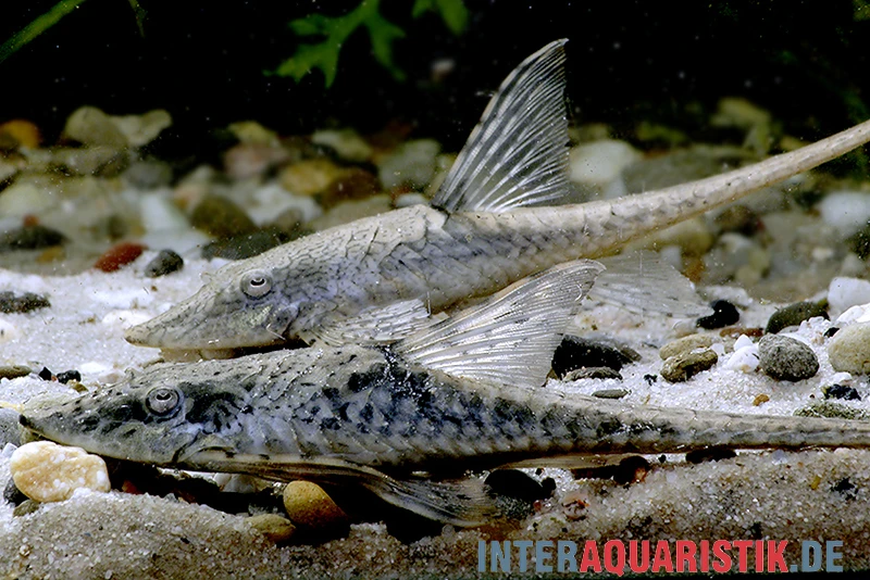 Zwergstörwels, Sturisomatichthys Leightoni 1 Zwergstörwels, Sturisomatichthys Leightoni