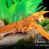 Goldener Cherax, Cherax Cf. Snowden