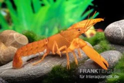 Goldener Cherax, Cherax Cf. Snowden