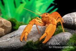 Goldener Cherax, Cherax Cf. Snowden -EHEIM || sera || AQUATLANTIS Verkaufsgeschäft goldener krebs cherax cf snowden