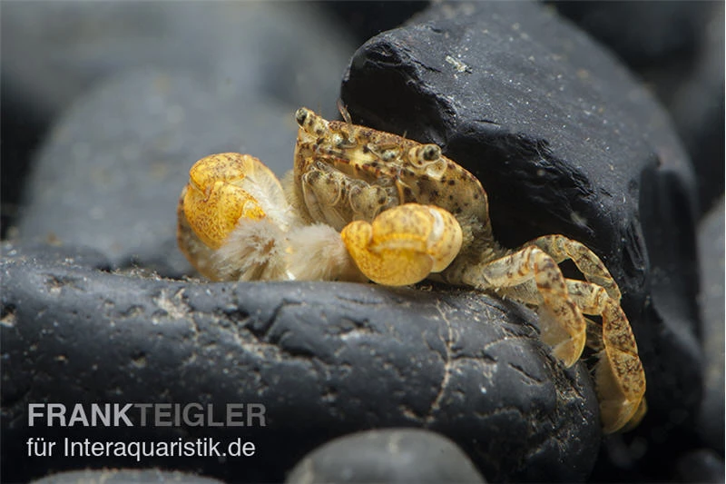 Pompomkrabbe, Ptychognathus Barbatus (Hongkong-Krabbe) 2 Pompomkrabbe, Ptychognathus Barbatus (Hongkong-Krabbe) – Bild 2