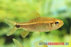 Fleckenschwanzsalmler, Crenuchus Spilurus -EHEIM || sera || AQUATLANTIS Verkaufsgeschäft ia crenuchus spilurus brasilien frau4