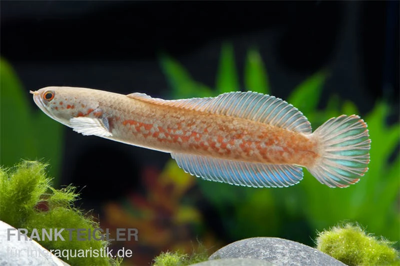 Neonblauer Zwergschlangenkopf, Channa Andrao 1 Neonblauer Zwergschlangenkopf, Channa Andrao