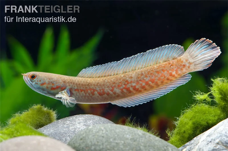 Neonblauer Zwergschlangenkopf, Channa Andrao 2 Neonblauer Zwergschlangenkopf, Channa Andrao – Bild 2