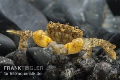 Pompomkrabbe, Ptychognathus Barbatus (Hongkong-Krabbe)