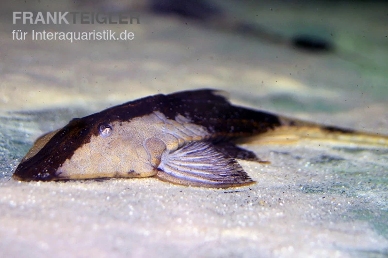 Chamäleon-Flunderharnischwels, Pseudohemiodon Apithanos 1 Chamäleon-Flunderharnischwels, Pseudohemiodon Apithanos